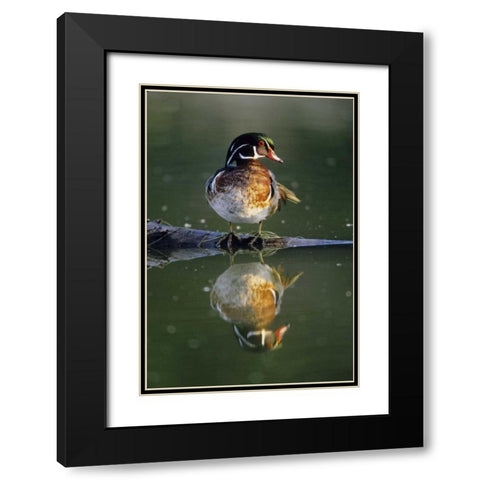 Florida Wood duck stands on sunken log in water Black Modern Wood Framed Art Print with Double Matting by Williams, Joanne