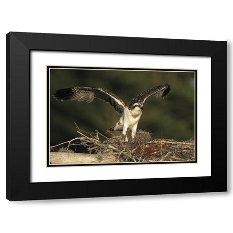 FL, Blue Cypress Lake Osprey takes flight Black Modern Wood Framed Art Print with Double Matting by Williams, Joanne