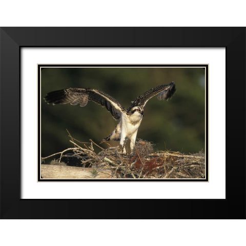 FL, Blue Cypress Lake Osprey takes flight Black Modern Wood Framed Art Print with Double Matting by Williams, Joanne