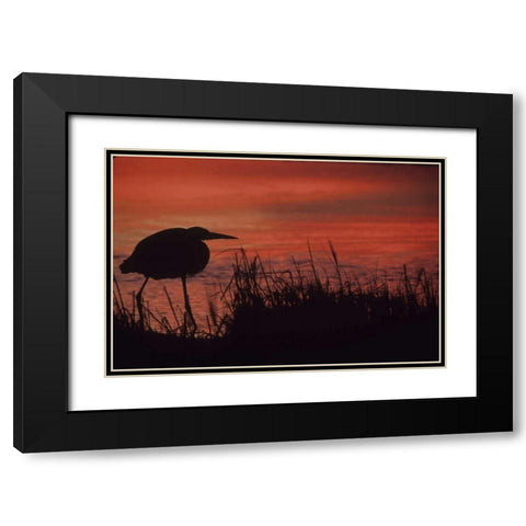 FL, Tampa Bay Silhouette of great blue heron Black Modern Wood Framed Art Print with Double Matting by Williams, Joanne