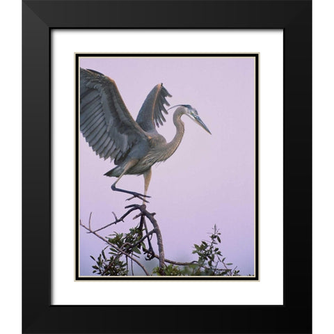 FL, Venice Great blue heron landing at its nest Black Modern Wood Framed Art Print with Double Matting by Kelley, David
