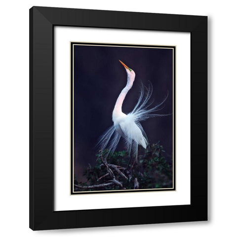 FL, Venice Great white egret courtship Black Modern Wood Framed Art Print with Double Matting by Kelley, David