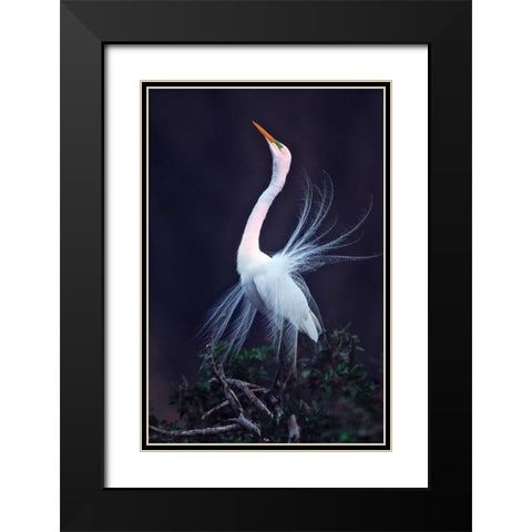 FL, Venice Great white egret courtship Black Modern Wood Framed Art Print with Double Matting by Kelley, David