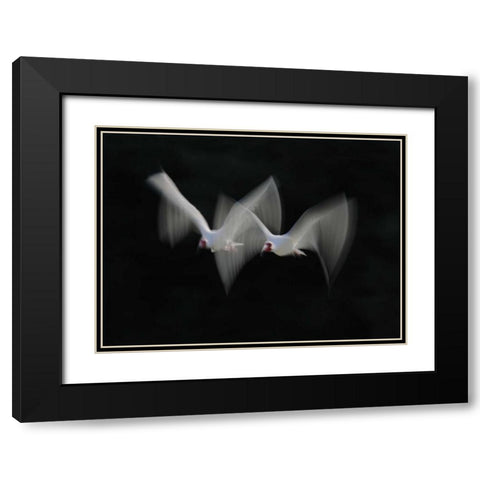 FL, Alafia Bank White ibis pair in flight Black Modern Wood Framed Art Print with Double Matting by Morris, Arthur