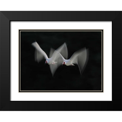 FL, Alafia Bank White ibis pair in flight Black Modern Wood Framed Art Print with Double Matting by Morris, Arthur