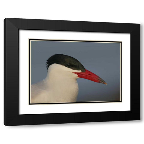 FL, St Petersburg, Caspian terns head Black Modern Wood Framed Art Print with Double Matting by Morris, Arthur