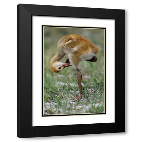FL, Sandhill crane chick preening feathers Black Modern Wood Framed Art Print with Double Matting by Williams, Joanne