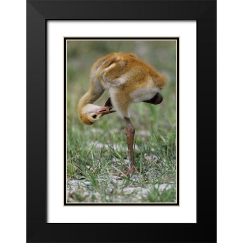 FL, Sandhill crane chick preening feathers Black Modern Wood Framed Art Print with Double Matting by Williams, Joanne