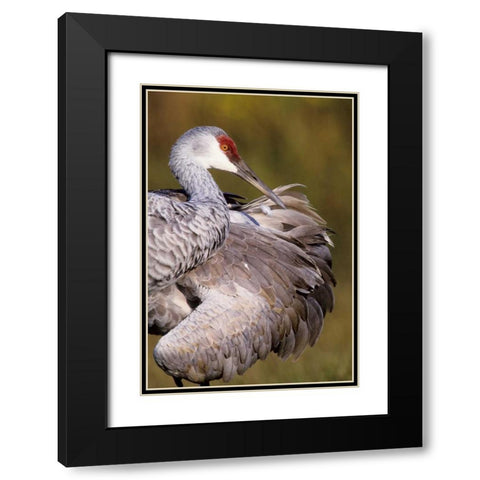 USA, Florida Sandhill crane preening feathers Black Modern Wood Framed Art Print with Double Matting by Williams, Joanne