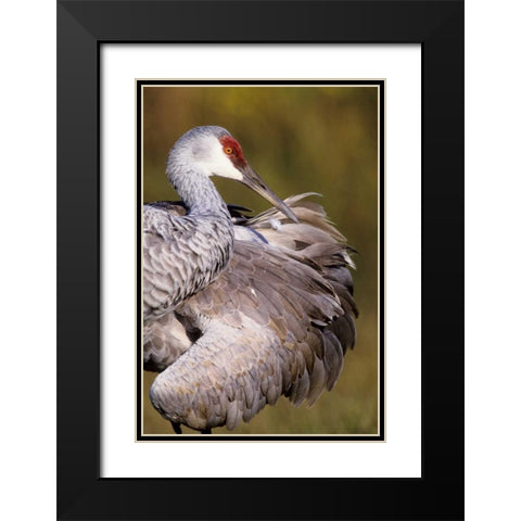 USA, Florida Sandhill crane preening feathers Black Modern Wood Framed Art Print with Double Matting by Williams, Joanne