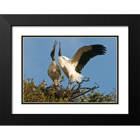 FL, Wood stork pair on nest in courtship display Black Modern Wood Framed Art Print with Double Matting by Rotenberg, Nancy