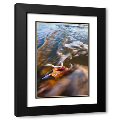 USA, Florida, St Augustine Black Modern Wood Framed Art Print with Double Matting by Rotenberg, Nancy