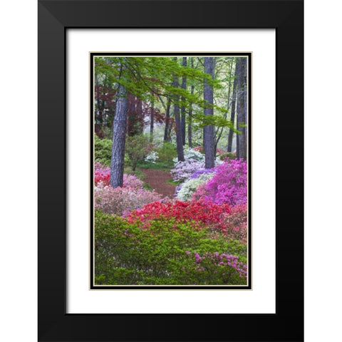 USA, Georgia Azalea in full bloom along a path Black Modern Wood Framed Art Print with Double Matting by Rotenberg, Nancy