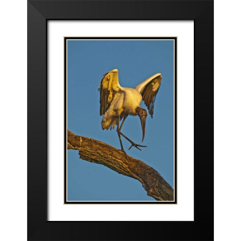 FL, St Augustine Wood stork dances on tree limb Black Modern Wood Framed Art Print with Double Matting by Rotenberg, Nancy