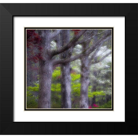 GA, Impressionistic trees and flowering bushes Black Modern Wood Framed Art Print with Double Matting by Rotenberg, Nancy