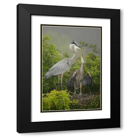 FL, South Venice Great blue heron feeding young Black Modern Wood Framed Art Print with Double Matting by Morris, Arthur