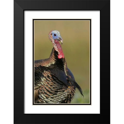 FL, Indian Lake Estates Wild male turkey Black Modern Wood Framed Art Print with Double Matting by Morris, Arthur