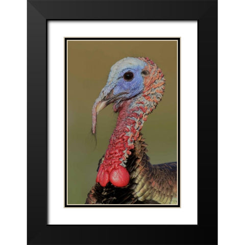 FL, Indian Lake Estates Wild male turkey head Black Modern Wood Framed Art Print with Double Matting by Morris, Arthur