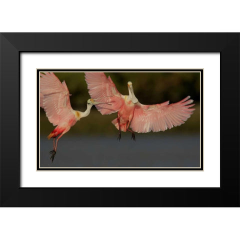FL, Tampa Bay Two roseate spoonbills squabbling Black Modern Wood Framed Art Print with Double Matting by Morris, Arthur