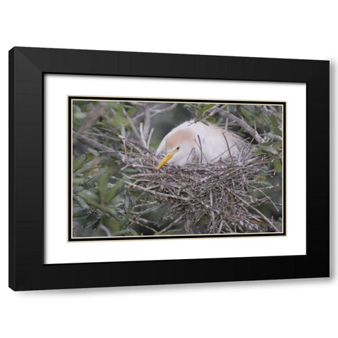 FL Cattle egret on nest Black Modern Wood Framed Art Print with Double Matting by Morris, Arthur