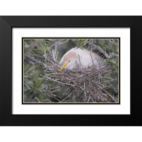 FL Cattle egret on nest Black Modern Wood Framed Art Print with Double Matting by Morris, Arthur