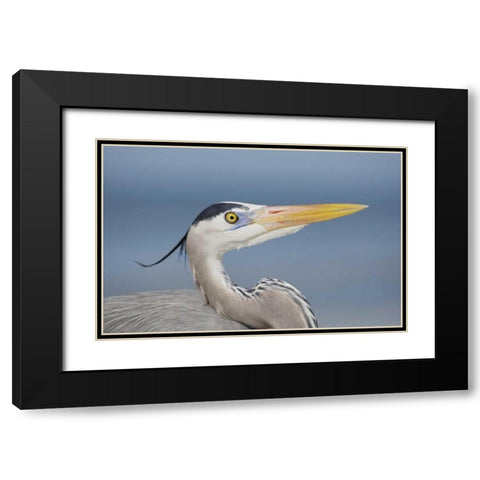 FL, Sanibel Great blue heron in breeding plumage Black Modern Wood Framed Art Print with Double Matting by Morris, Arthur