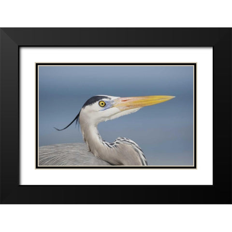 FL, Sanibel Great blue heron in breeding plumage Black Modern Wood Framed Art Print with Double Matting by Morris, Arthur