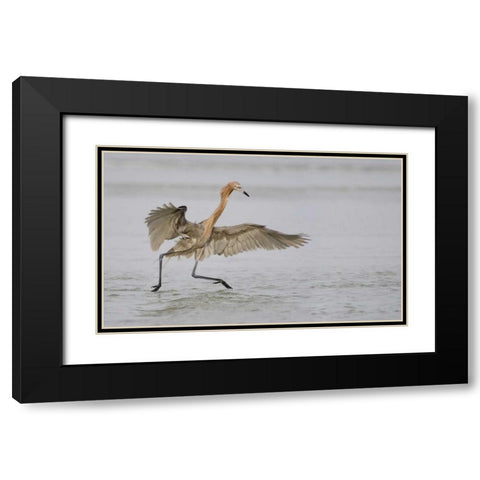 FL, Ft DeSoto Park Reddish egret dancing Black Modern Wood Framed Art Print with Double Matting by Morris, Arthur