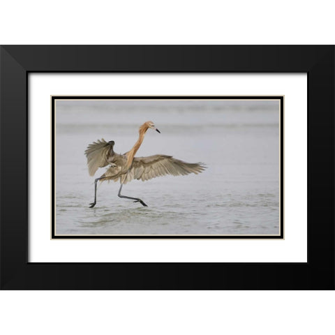 FL, Ft DeSoto Park Reddish egret dancing Black Modern Wood Framed Art Print with Double Matting by Morris, Arthur