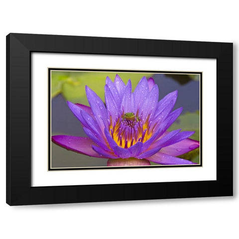 FL Green leaf frog inside purple water lily Black Modern Wood Framed Art Print with Double Matting by Williams, Joanne