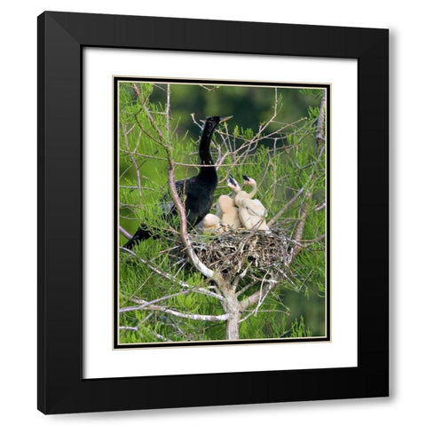 USA, Florida Anhinga parent and chicks in nest Black Modern Wood Framed Art Print with Double Matting by Williams, Joanne