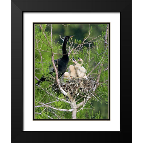 USA, Florida Anhinga parent and chicks in nest Black Modern Wood Framed Art Print with Double Matting by Williams, Joanne