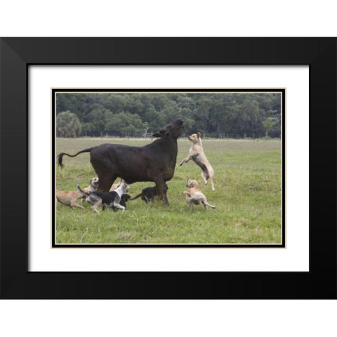 FL, Herding Dogs confronts a stray cow Black Modern Wood Framed Art Print with Double Matting by Williams, Joanne