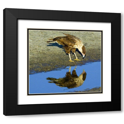 Florida Immature crested caracara looks in water Black Modern Wood Framed Art Print with Double Matting by Williams, Joanne