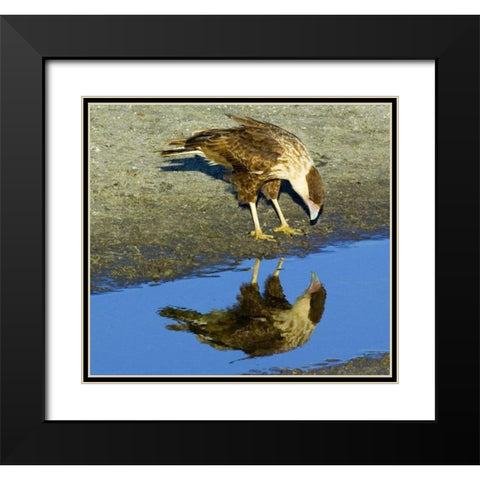 Florida Immature crested caracara looks in water Black Modern Wood Framed Art Print with Double Matting by Williams, Joanne