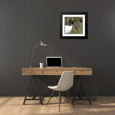 Florida, Everglades NP Endangered wood stork Black Modern Wood Framed Art Print with Double Matting by Kaveney, Wendy