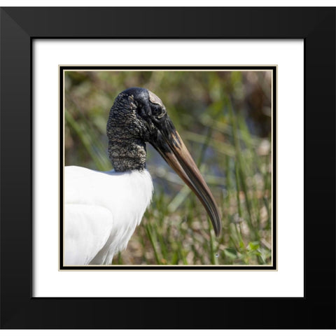 Florida, Everglades NP Endangered wood stork Black Modern Wood Framed Art Print with Double Matting by Kaveney, Wendy