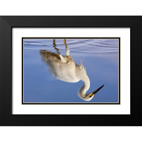 FL, Everglades NP Reflection of snowy egret Black Modern Wood Framed Art Print with Double Matting by Kaveney, Wendy