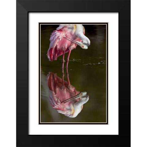 FL, Everglades NP Roseate spoonbill preening Black Modern Wood Framed Art Print with Double Matting by Kaveney, Wendy