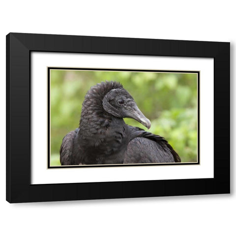 Florida, Everglades NP Black vulture in profile Black Modern Wood Framed Art Print with Double Matting by Kaveney, Wendy
