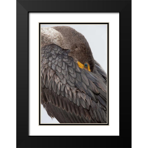 FL, Everglades NP Double-crested cormorant Black Modern Wood Framed Art Print with Double Matting by Kaveney, Wendy