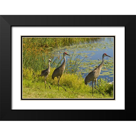 USA, Florida Sandhill crane parents and young Black Modern Wood Framed Art Print with Double Matting by Illg, Cathy and Gordon