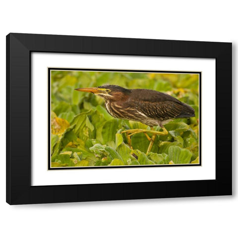 Florida, Palm Beach County Juvenile green heron Black Modern Wood Framed Art Print with Double Matting by Illg, Cathy and Gordon