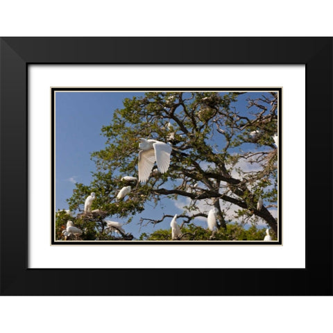 FL, Anastasia Isl Great egret flying by rookery Black Modern Wood Framed Art Print with Double Matting by Illg, Cathy and Gordon