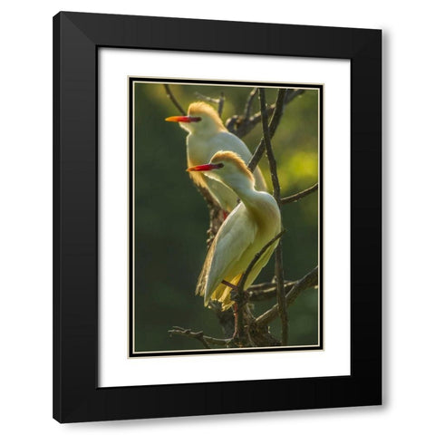 Florida Two cattle egrets in breeding plumage Black Modern Wood Framed Art Print with Double Matting by Illg, Cathy and Gordon