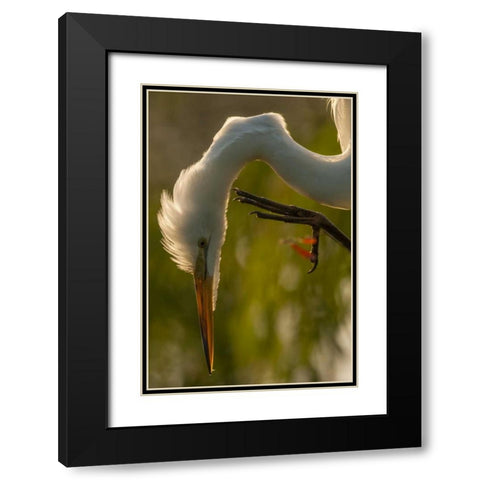 Florida Profile of great egret Black Modern Wood Framed Art Print with Double Matting by Illg, Cathy and Gordon