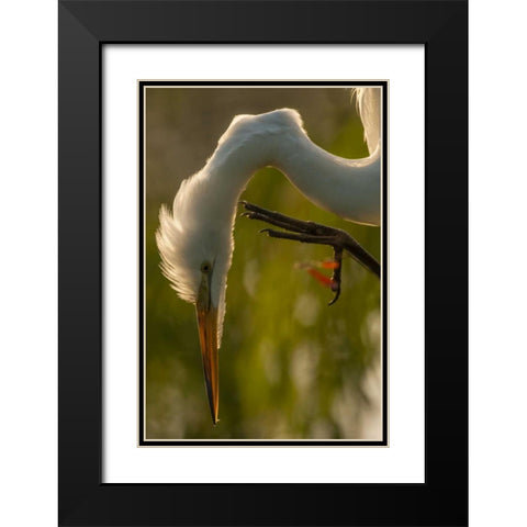 Florida Profile of great egret Black Modern Wood Framed Art Print with Double Matting by Illg, Cathy and Gordon