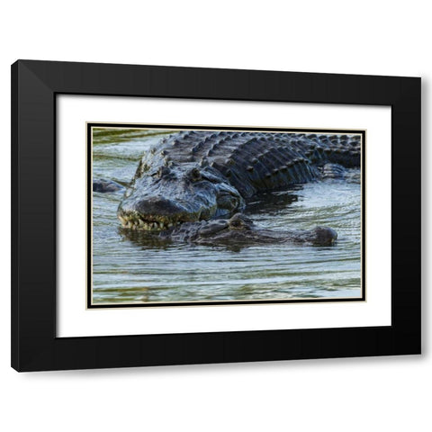 FL, Male alligator displays courtship behavior Black Modern Wood Framed Art Print with Double Matting by Illg, Cathy and Gordon