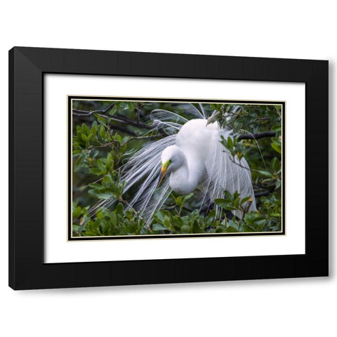 FL, Anastasia Is Great egret in breeding plumage Black Modern Wood Framed Art Print with Double Matting by Illg, Cathy and Gordon