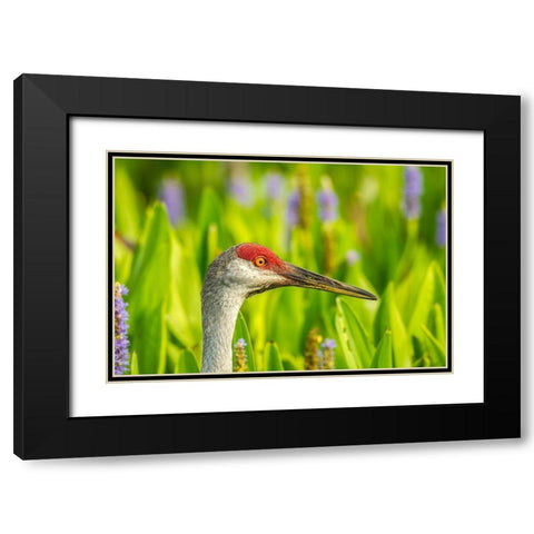 Florida-Orlando Wetlands Park Sandhill crane adult in blooming pickerel weed Black Modern Wood Framed Art Print with Double Matting by Jaynes Gallery